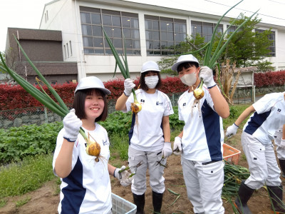玉ねぎ２