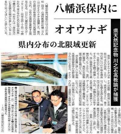 R7.11.9 愛媛新聞  オオウナギ