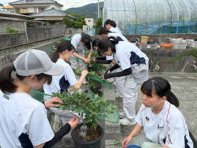 kiku112-2
