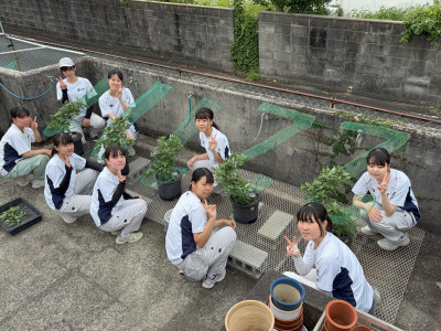 kiku112-3